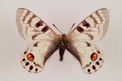 Parnassius charltontonius ulster.jpg