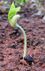 Pea seed germinating.jpg