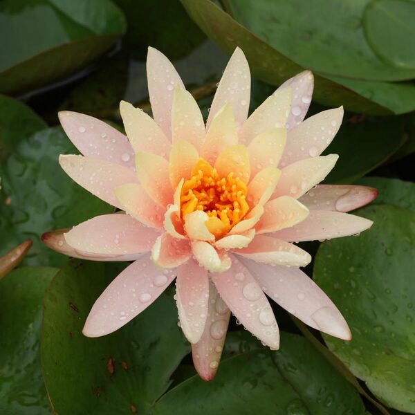 File:Peach Glow water-lily at Brooklyn Botanic Garden.jpg