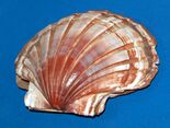 Pectinidae - Pecten albicans.JPG