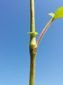 Persicaria orientalis sl13.jpg