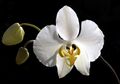 Phalaenopsis amabilis Orchi 007.jpg