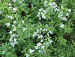 Philadelphus x lemoinei 'Manteau d'Ermine'.jpg