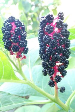 Phytolacca acinosa 24180995.jpg