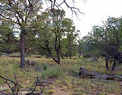 Pinyon juniper savannah 01.jpg