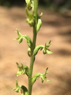 Platanthera colemanii.jpg