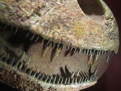 Platycephalichthys teeth detail.jpg