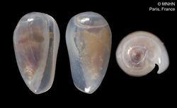 Plesiocystiscus gutta (MNHN-IM-2000-1100).jpeg