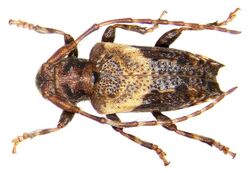 Pogonocherus hispidus (Linné, 1758) (3260961040).jpg