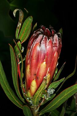 Protea burchellii 1DS-II 3-5540.jpg
