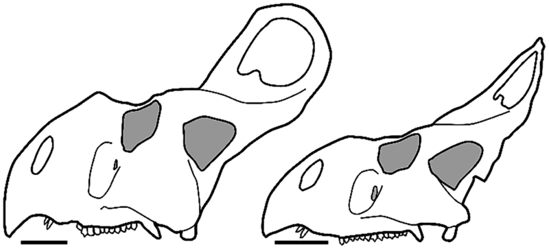File:Protoceratops andrewsi male & femake.png