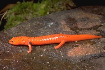 Another species from a lungless salamander genera