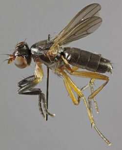 Pteromicra angustipennis, Widdybank Fell, Teesdale, June 2013 (16183912693).jpg