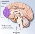 medial view of the right cerebral hemisphere showing the location of the prefrontal cortex at the front of the brain and more specifically the medial prefrontal cortex and ventromedial prefrontal cortex.