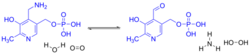 Pyridoxamine reaction.svg
