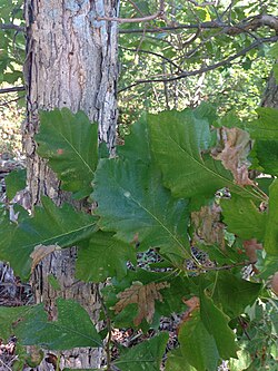 Quercus Deamii.jpg