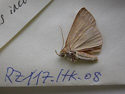 Sarobides is a monotypic moth genus of the family Erebidae