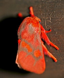 Red Moth (Id ?) (17274840026).jpg
