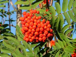 Cluster of small red fruits on a branch with foliage