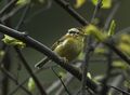 Rufous-winged Fulvetta - Bhutan S4E8916 (19551630451).jpg
