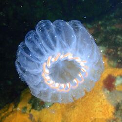 Salp colony, Aorangaia PA171899.JPG