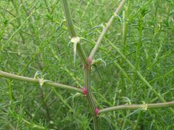 Salsola australis stem1 - Flickr - Macleay Grass Man.jpg