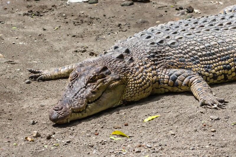 File:Saltwater crocodile (Crocodylus porosus), Gembira Loka Zoo, 2015-03-15 01.jpg