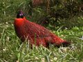 Satyr Tragopan.jpg