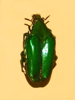 Scarabaeidae - Pseudochalcothea virens.JPG