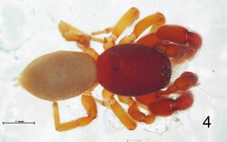 Scelidocteus sp.jpg