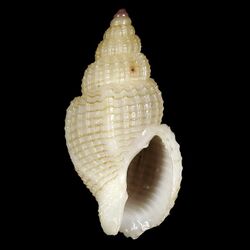 Seashell Antillophos dedonderi.jpg