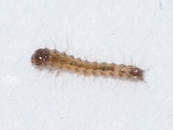 Siccia caffra larva.jpg