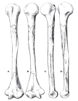 Sinanthropus Humerus II reconstruction.png