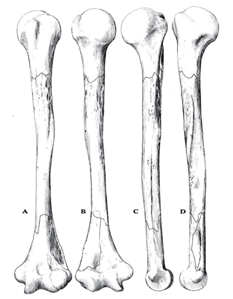 File:Sinanthropus Humerus II reconstruction.png