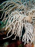 Sinularia flexibilis (Slimy leather coral).jpg