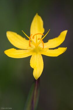 Sisyrinchium elmeri.jpg