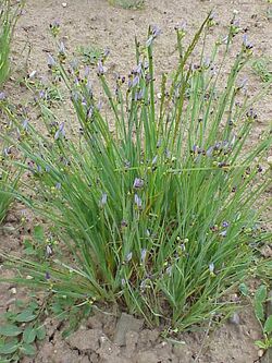 Sisyrinchium montanum1.jpg