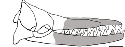 Skeletal reconstruction in right lateral view of the skull of Albicetus.png