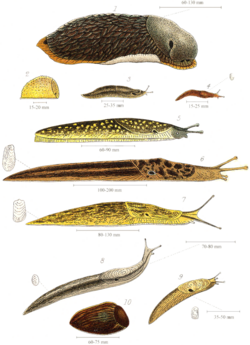 Various species of British land slugs, including (from the top) the larger drawings: Arion ater, Kerry slug, Limax maximus and Limax flavus