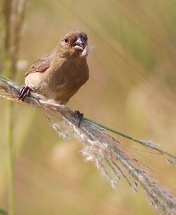 Sporophila caerulescens female.jpg