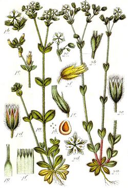 Stellaria borealis Sturm10.jpg