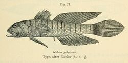 Stenogobius polyzona.jpg