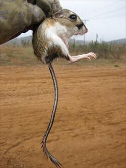 Stephens' kangaroo rat.jpg