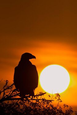 Steppe Eagle at sunrise.jpg