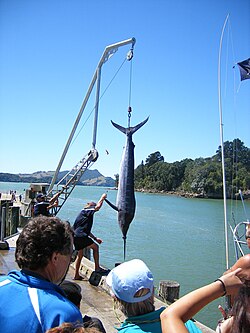 Striped Marlin.jpg