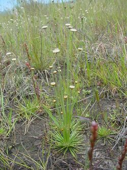 Syngonanthus chrysanthus.jpg