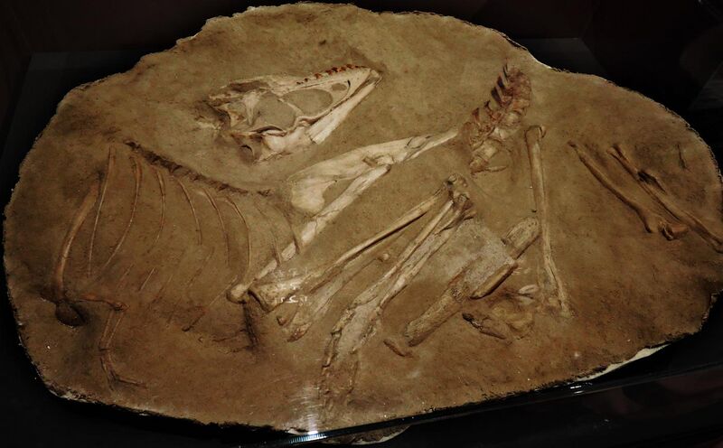 File:Tarbosaurus specimen MPC-D 100 7.jpg