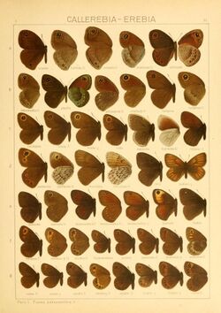 The Macrolepidoptera of the world (Taf. 35) (8145248775).jpg