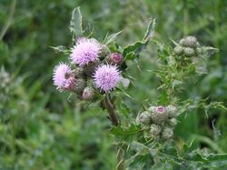 Thistle with cuckoo spit.jpeg