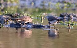 Timminck's Stint (Breeding & Non-breeding plumage) at Hodal I IMG 9641.jpg